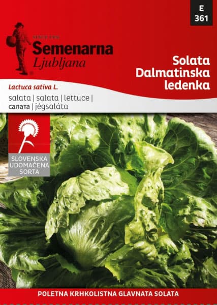 Seme 5 kesica - Zelena salata dalmatinska ledenka -  Lactuca sativa L. 361