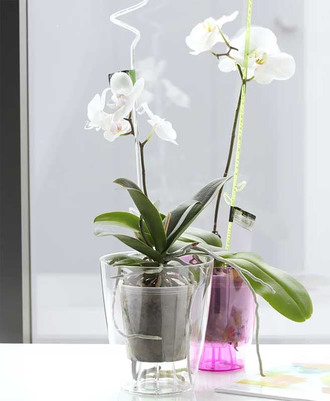 Saksija za orhideje Ljubičasta Prosperplast DUOW130P-CPRB