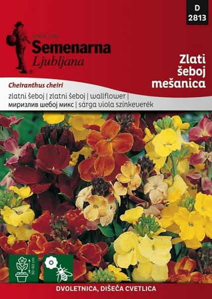 Cveće Zlatni šeboj - mešavina - seme Cheiranthus cheiri 2813