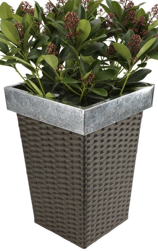 Saksija od Poliratana