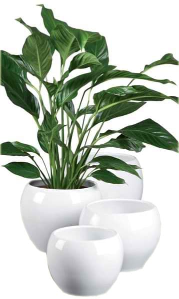 Scheurich saksija Alaska 740/17 SH 47353