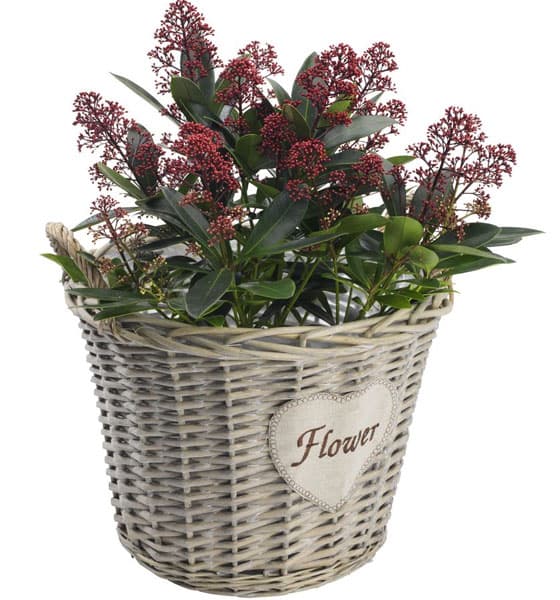 Saksija od vrbe Herta