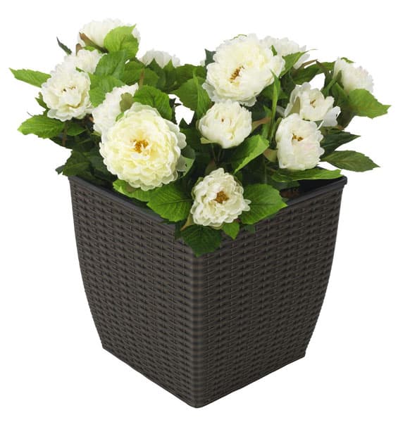 Saksija Optima ratan