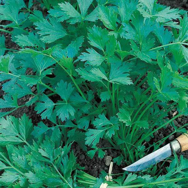 Peršun domaći lišćar - seme 10 kesica Villager 008401