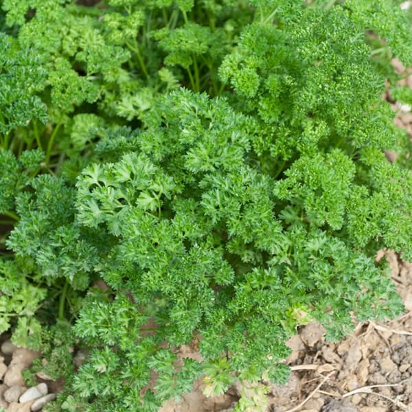 Seme za Peršun kovrdžavi Riccio Verde Scuro 10 kesica Villager 011329