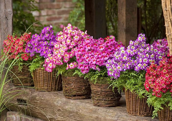 Cveće Anđeoska krila mix - seme 10 kesica Virimax Franchi Sementi