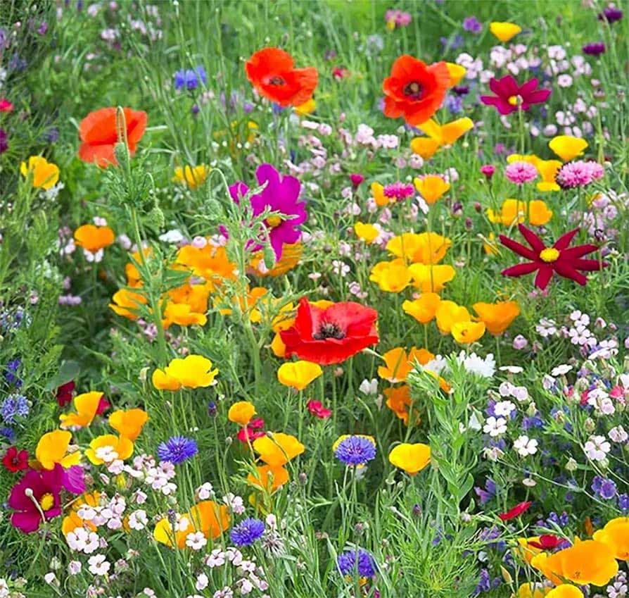 Cveće Japanski travnjak mešavina 5 kesica semena Virimax Franchi Sementi