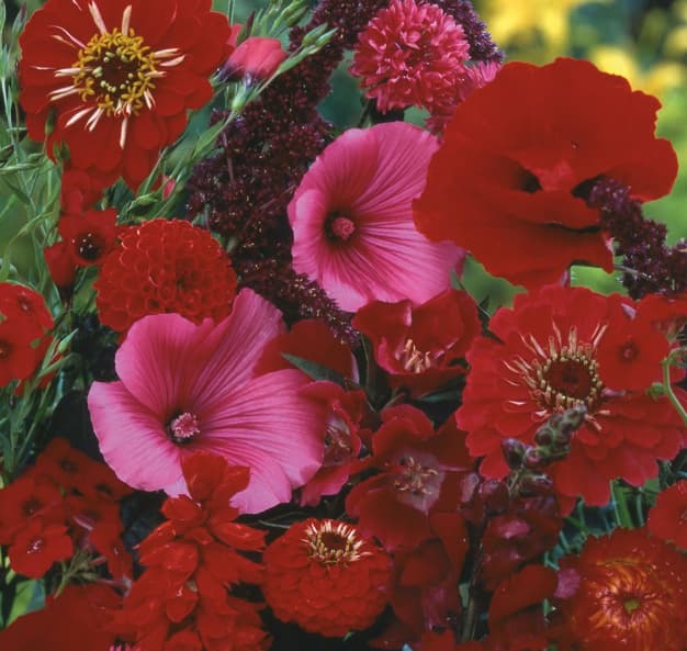 Letnje Crveno Cveće mešavina - seme 10 kesica Franchi Sementi Virimax