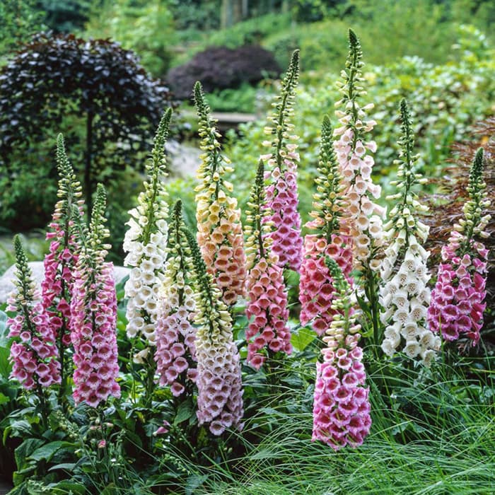 Naprstak - Digitalis - seme za cveće 10 kesica Franchi Sementi Virimax