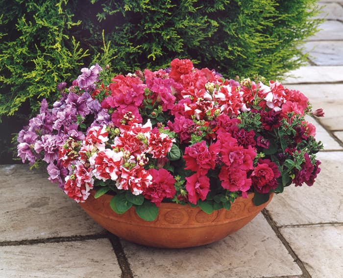 Cveće Petunija dupla mix - seme 10 kesica Franchi Sementi Virimax