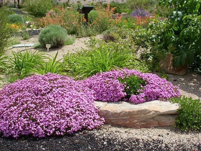 Seme za cveće Saponarija roze 10 kesica Franchi Sementi Virimax