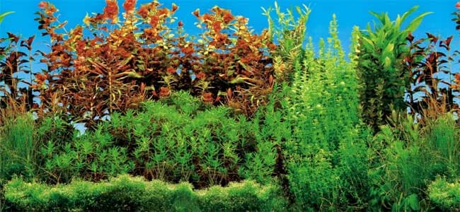 Pozadina za akvarijum 60x30 Trixie 8125