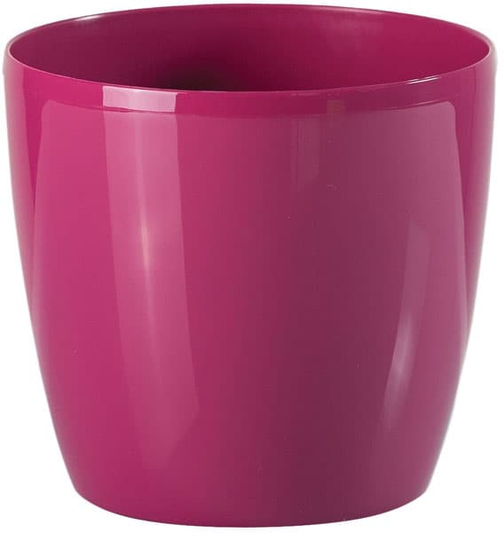 Saksija Stars 30 roze