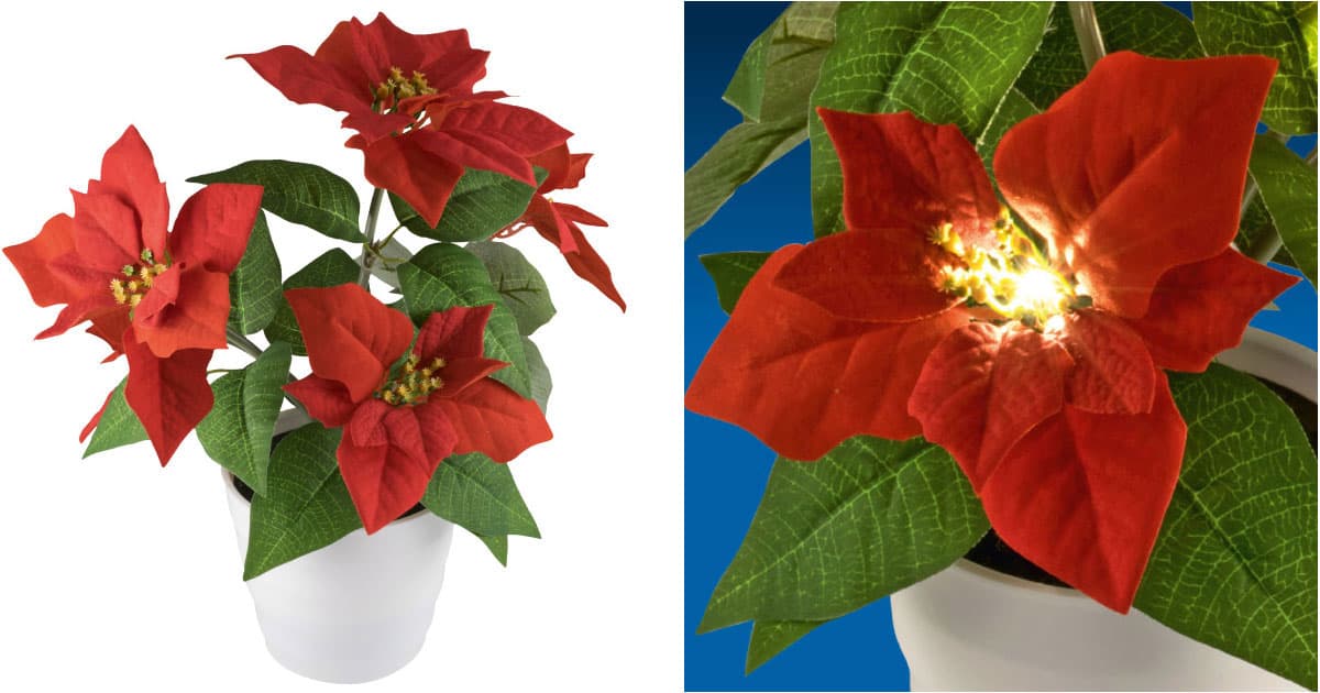 Božićna Zvezda Sa LED Sijalicama Visine 35 cm