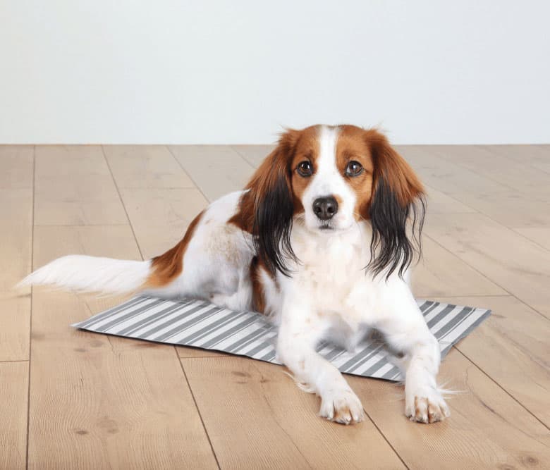 Rashladna prostirka za pse 65x50cm Trixie 28774