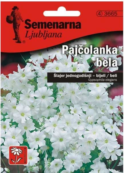 Baštensko cveće Šlajer - beli - Gypsophila elegans. 3665