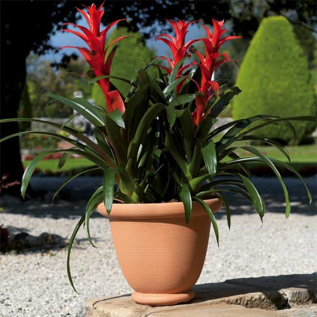 Di Martino Saksija Brenta 35 011251