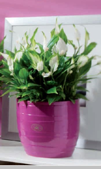 Soendgen keramička saksija Barletta 13cm ciklama