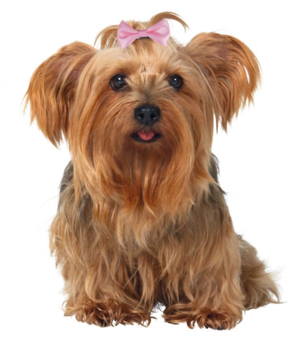 Ukrasne mašnice za pse 10 komada assorted Trixie 2296