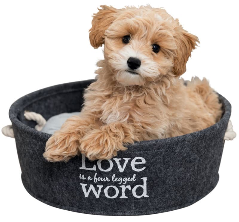 Krevet za male pse ili mačke 45cm Lian Trixie 38396