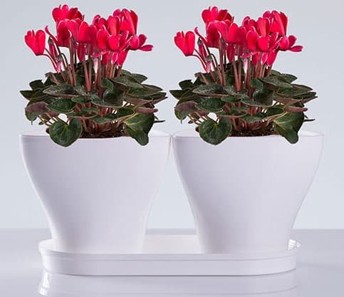 Saksije za cveće sa tacnom Jazz Mix and Play Bela