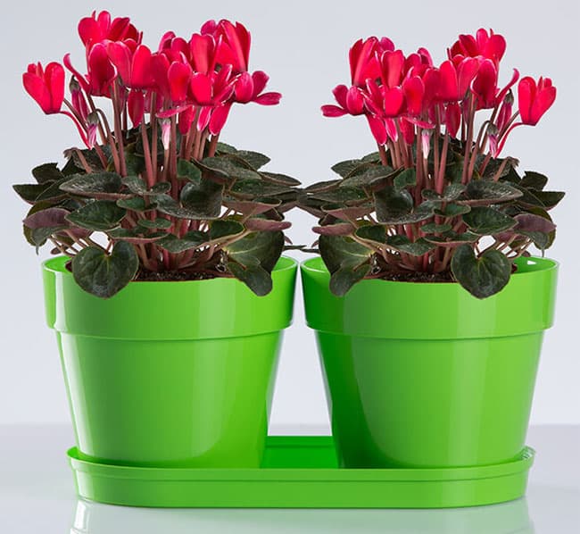 Saksije za cveće sa tacnom Frajle Mix and Play Zelena