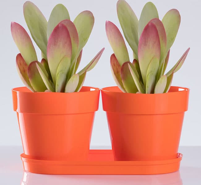 Saksije za cveće sa tacnom Frajle Mix and Play Narandžasta