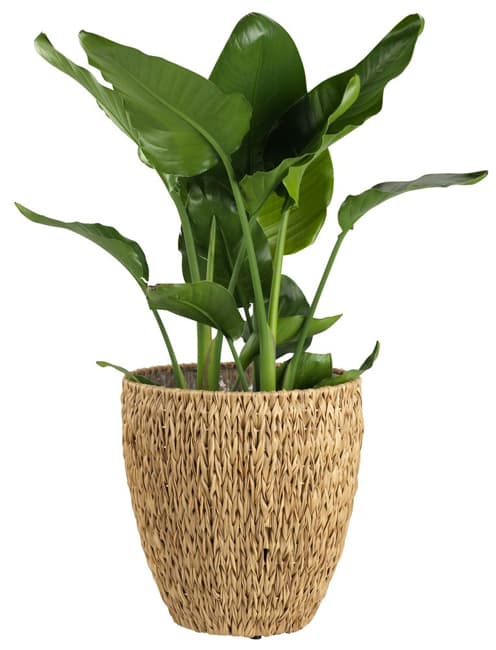 Saksija za cveće Visio Natur