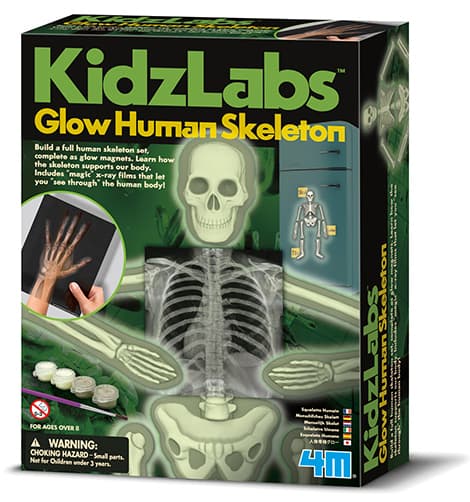 Napravi i upoznaj ljudski skelet 4M Kidz Labz 4M03375