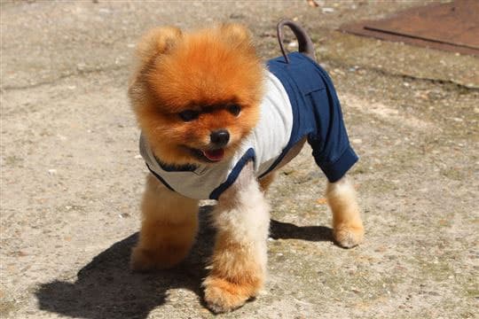 NunaNai pets odelce za pse plavo S/M