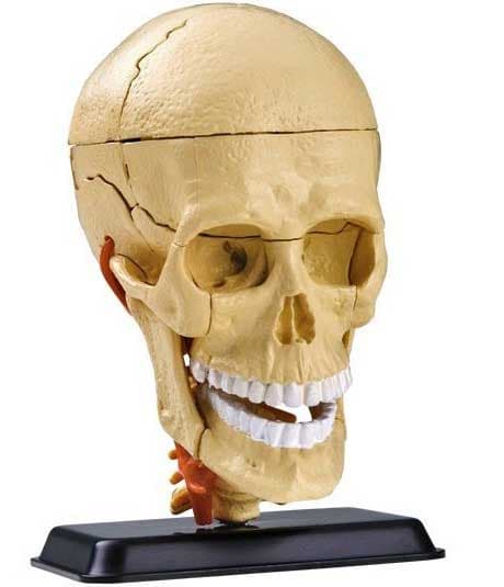 Edu Science Model ljudske lobanje SK010