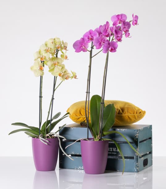 Orhid mat saksija 13cm lavanda