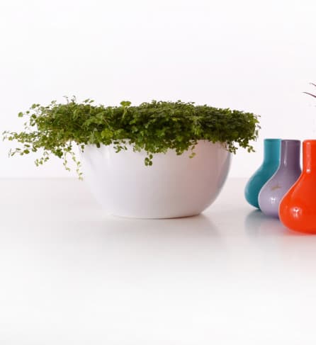 Čeri plus saksija 18cm bela