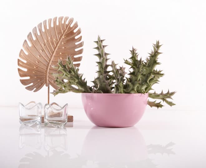 Čeri plus saksija 18cm jorgovan