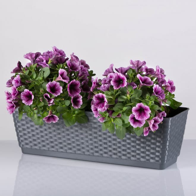 6 kom žardinjera siva