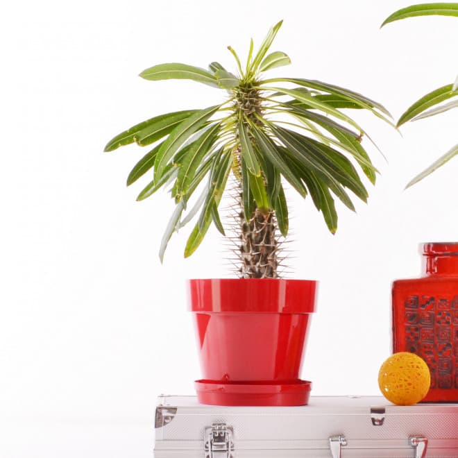 Crystal saksija 12 cm crvena