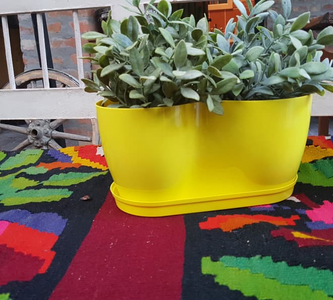 Saksija Herbs 14 cm žuta