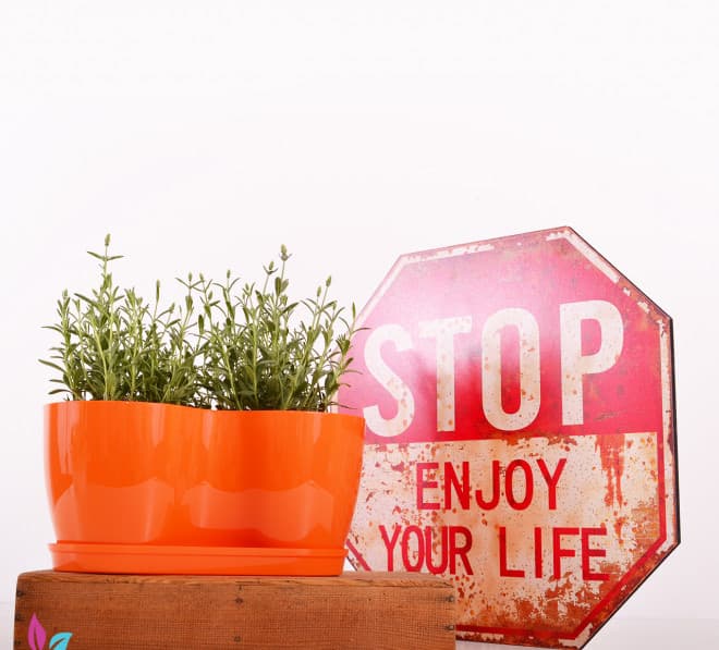 Saksija Herbs 14 cm narandžasta