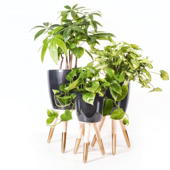 Drveni zlatno-beli stalak sa crnom saksijom 20cm