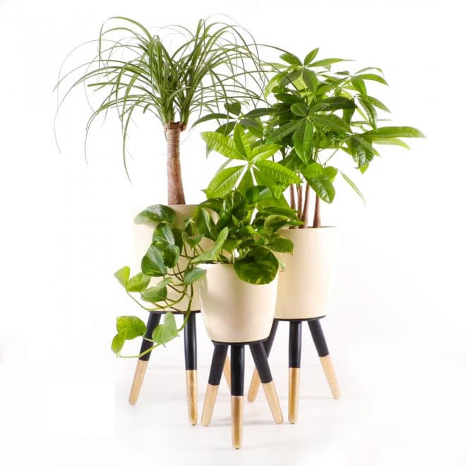 Drveni stalak zlatno-crni sa krem saksijom 20 cm