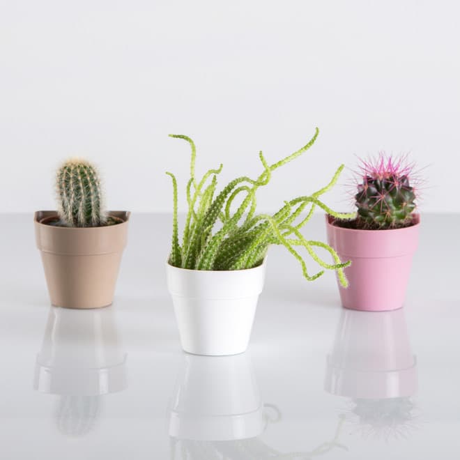 Saksija sa magnetom Magnetika ø6 - bež