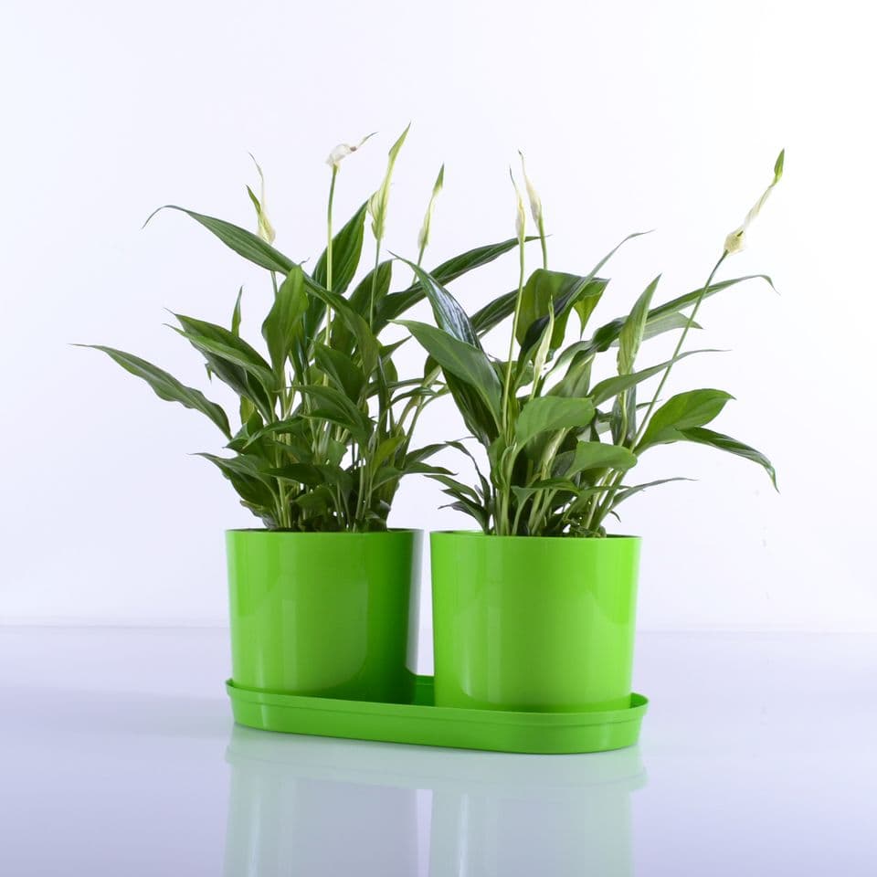 Komplet 2 saksije sa tacnom Drama Mix and PlaY zelena