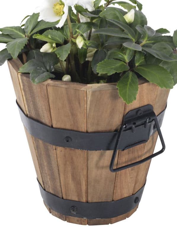 Žardinijera od Borovine