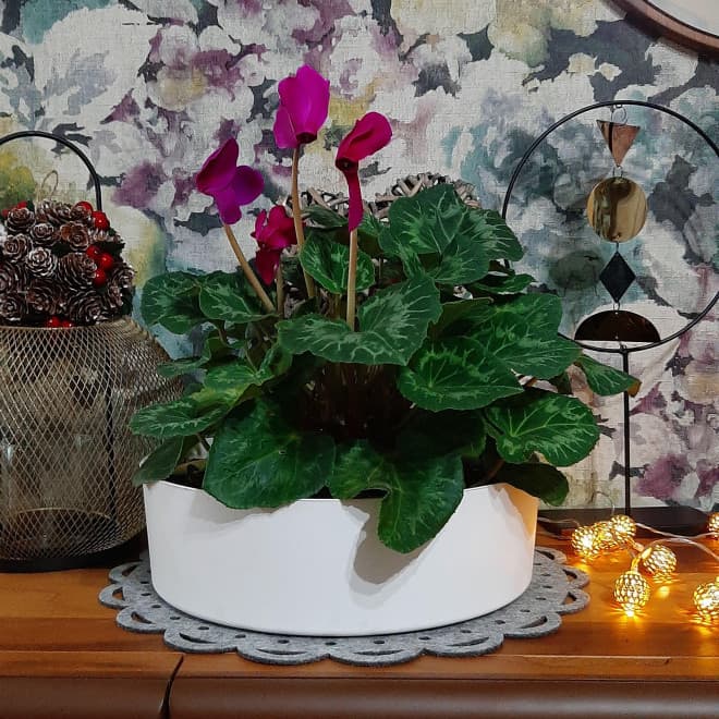 Zen plitka saksija 27cm bela