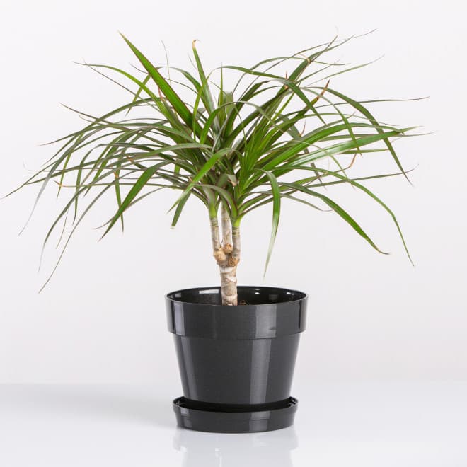 Crystal saksija 12 cm siva